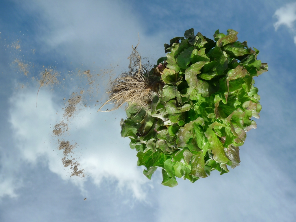 Volare... o El huerto revuelto