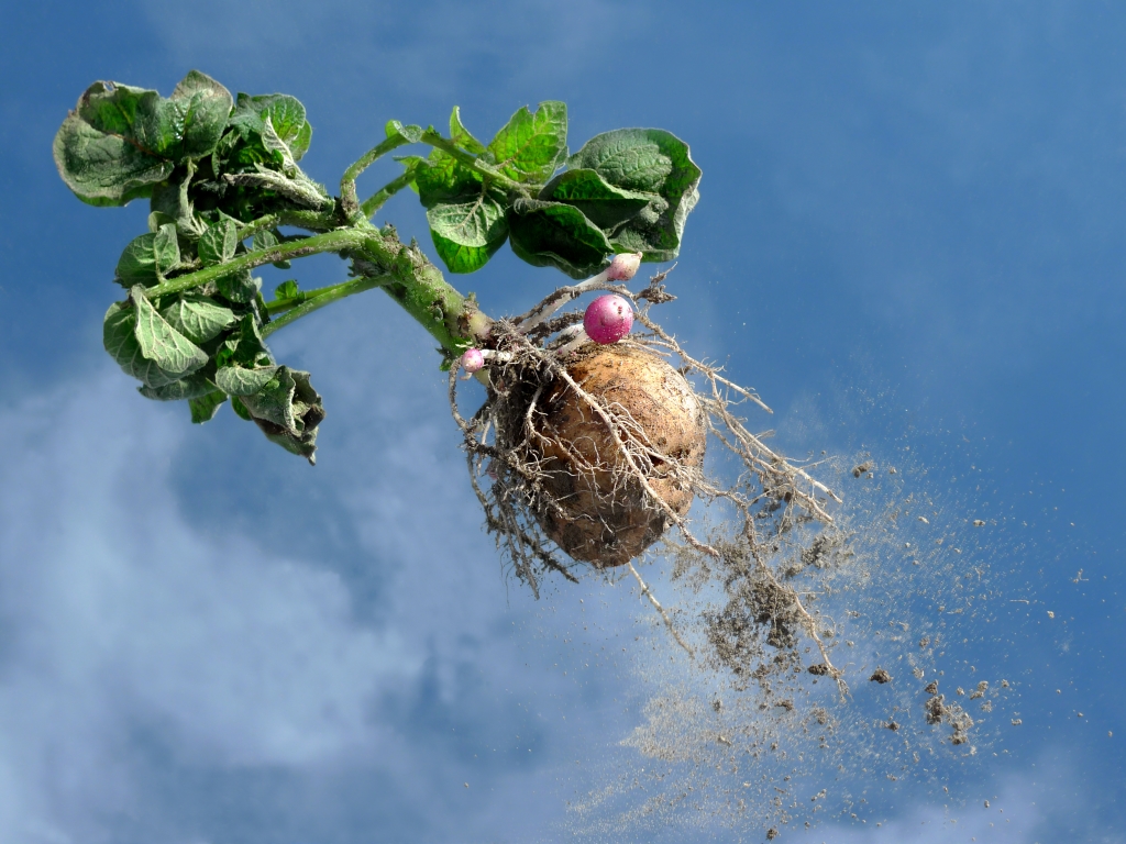 Volare.... o El huerto revuelto