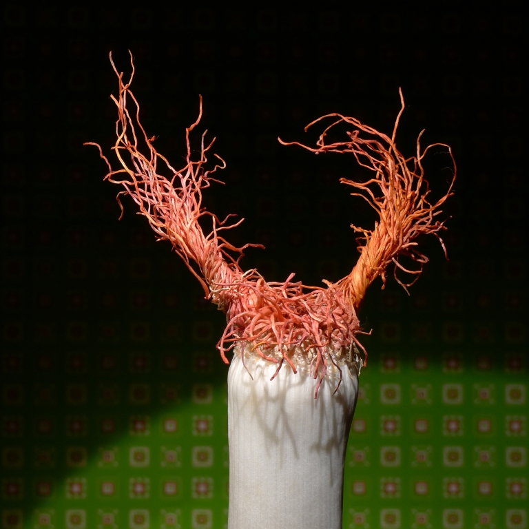 Raíces y puntas - N 2